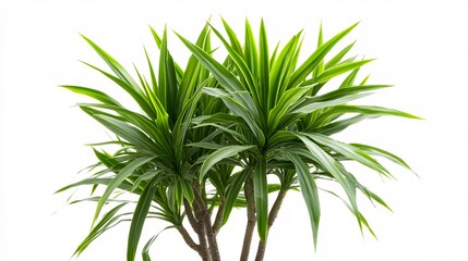 Naklejka premium A vibrant green indoor plant with long, slender leaves, adding a touch of freshness to any space.