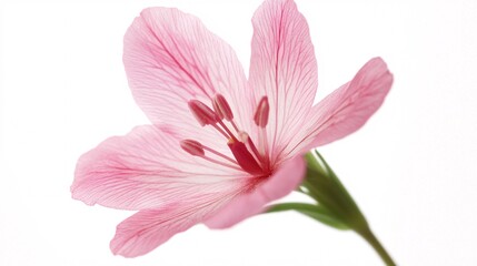 Obraz premium Delicate pink flower with fine veins against a soft white background.