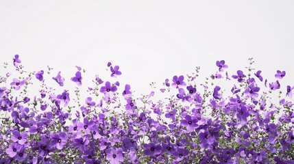 Naklejka premium A vibrant field of purple flowers with delicate petals, creating a fresh and cheerful atmosphere.