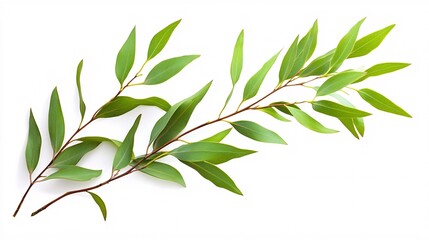 Elegant green eucalyptus leaves arranged artistically against a white background.