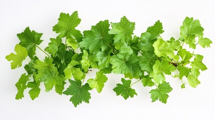 Fototapeta premium Fresh green leaves displayed on a white background, showcasing vibrant hues and natural textures.