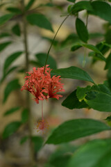Worawari hanging or hibiscus hanging is a plant relative near the hibiscus. This plant is commonly found in the yard, to decorate angles or as a fence component

