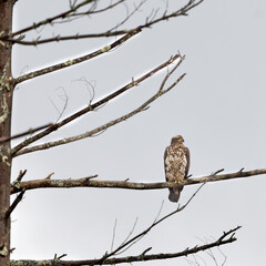 Juvenile and Adult Bald Eagles in New York