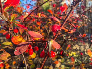 Image of autumn foliage branch with ripe red berries, indicating fall season