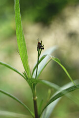 Small butterfly on the tip of a leaf with a blurred background
