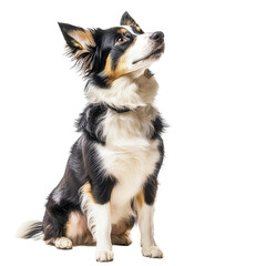 Fototapeta premium A playful dog sitting attentively against a clean transparent background, dog isolated on transparent background