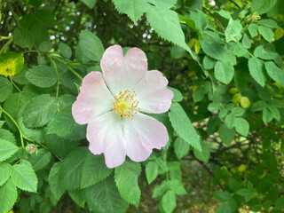 Close-up of a rose flower with gradient-colored petals in a green garden setting