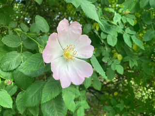 Obraz premium Close-up of a pink rose against green foliage, showcasing details like stamen and pistil Photographed in a style emphasizing natural beauty with shallow depth of field