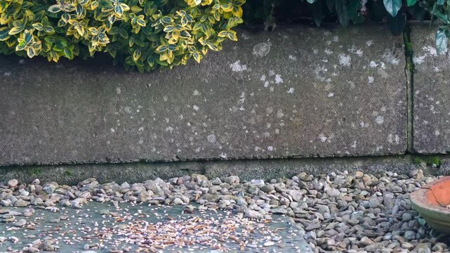 a wood mouse (long tailed field, Apodemus sylvaticus) feeding in a garden patio area