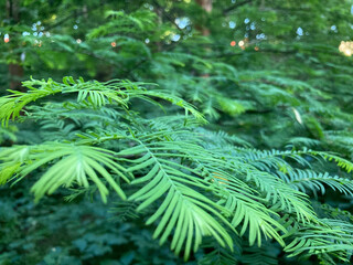 Image shows a close-up of fernlike leaves with smooth texture, possibly in a forest or garden setting