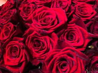 A close-up image of a dense collection of red roses, each with multiple layered petals