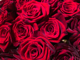 Close-up of several red, fresh roses with a glossy texture, densely packed and reflecting light, showcasing natural beauty