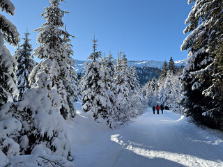Footpath with hikers in white snow in a forest of green pines and firs
