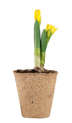 Narcissus flower in a pot on white background
