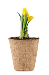 Narcissus flower in a pot on white background