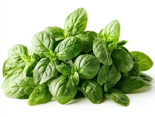 Fototapeta premium A fresh bunch of vibrant green basil leaves.