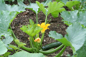 Zucchini flower growing in a vegetable garden - Fleur de courgette poussant dans un jardin potager