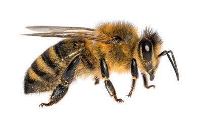 bee or honeybee in Latin Apis Mellifera on white