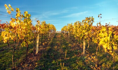 Naklejka premium vineyard, autumn in the vineyard yellow coloured