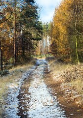 Fototapeta premium Forest road, Autumn winter view trees woodland landscape