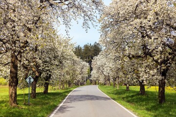 Naklejka premium road and alley of flowering cherry trees