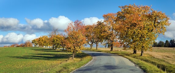 Obraz premium cherri trees alley, autumnal colored view