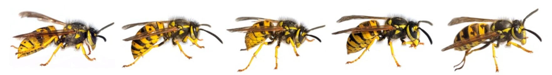 five European wasps German wasp Vespula vulgaris