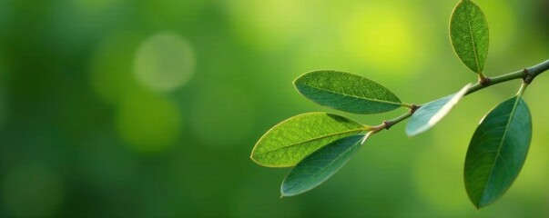 Freshly picked olive branch leaves with subtle imperfections and organic texture, leaves, natural