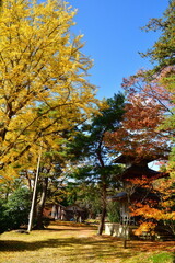 Naklejka premium 市島邸の紅葉（新潟県）