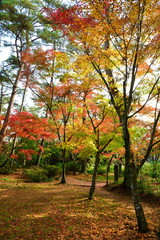 Naklejka premium 市島邸の紅葉（新潟県）