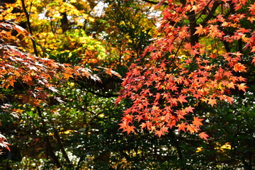 市島邸の紅葉（新潟県）