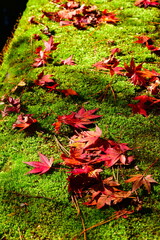 市島邸の紅葉（新潟県）