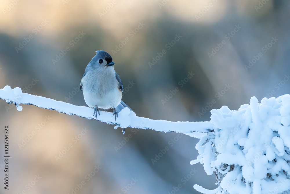 Wall mural Tufted titmouse perched on a snow-covered wire