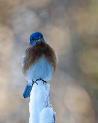 Bluebird perched on a snow-covered tree branch