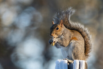 Squirrel sitting on a snow-covered stump