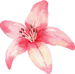 Watercolor Pink Lily Blossom Clipart for Spring and Romantic Designs