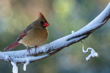 Female cardinal perched on a snow-covered branch