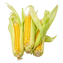 Fresh yellow corn on the cob with husk highlighting texture and quality