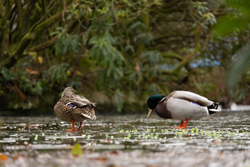 Pair of colourful ducks walk on a frozen lake pond with a reflection. Green trees in the background