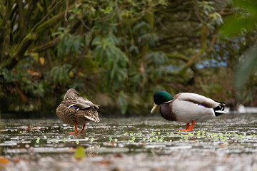 Pair of colourful ducks walk on a frozen lake pond with a reflection. Green trees in the background