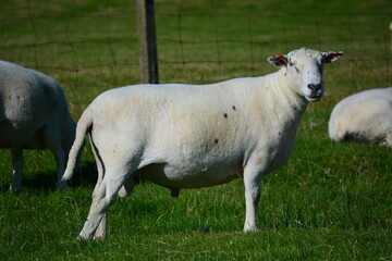 no-wool, shedding ram sheep in field