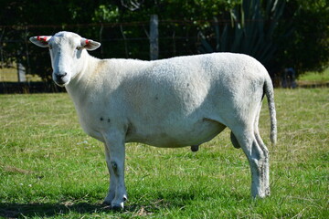 Fototapeta premium no-wool, shedding ram in field