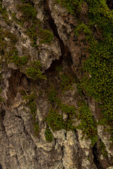 bark of tree with moss