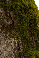 moss on tree