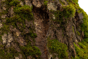 green moss on bark