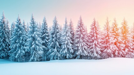 Fototapeta premium A serene winter landscape featuring snow-covered evergreen trees under a soft, colorful sky.