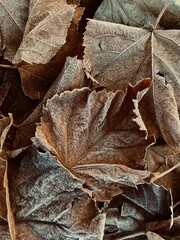 Frosted autumn dark brown foliage