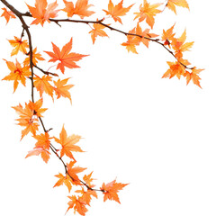 Fototapeta premium Autumn maple branch with vibrant orange leaves against a clean transparent background, autumn maple branch leaves corner edge transparent background