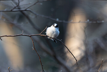 木の枝にとまるエナガ