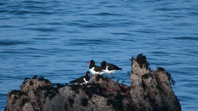 Famille d'Hu&icirc;triers-pie sur un rochers en Bretagne